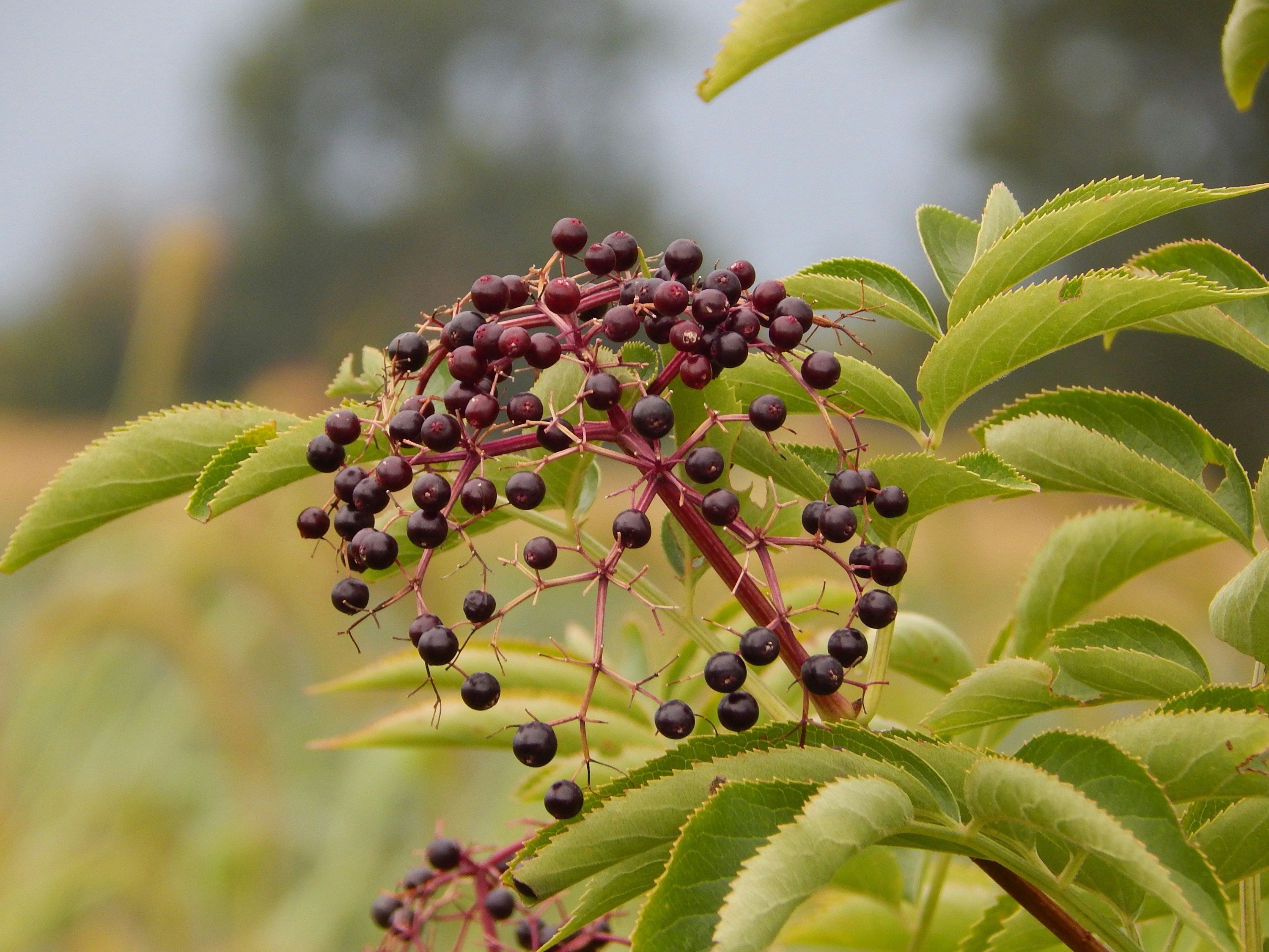 The History of Elderberries: A Timeless Superfood