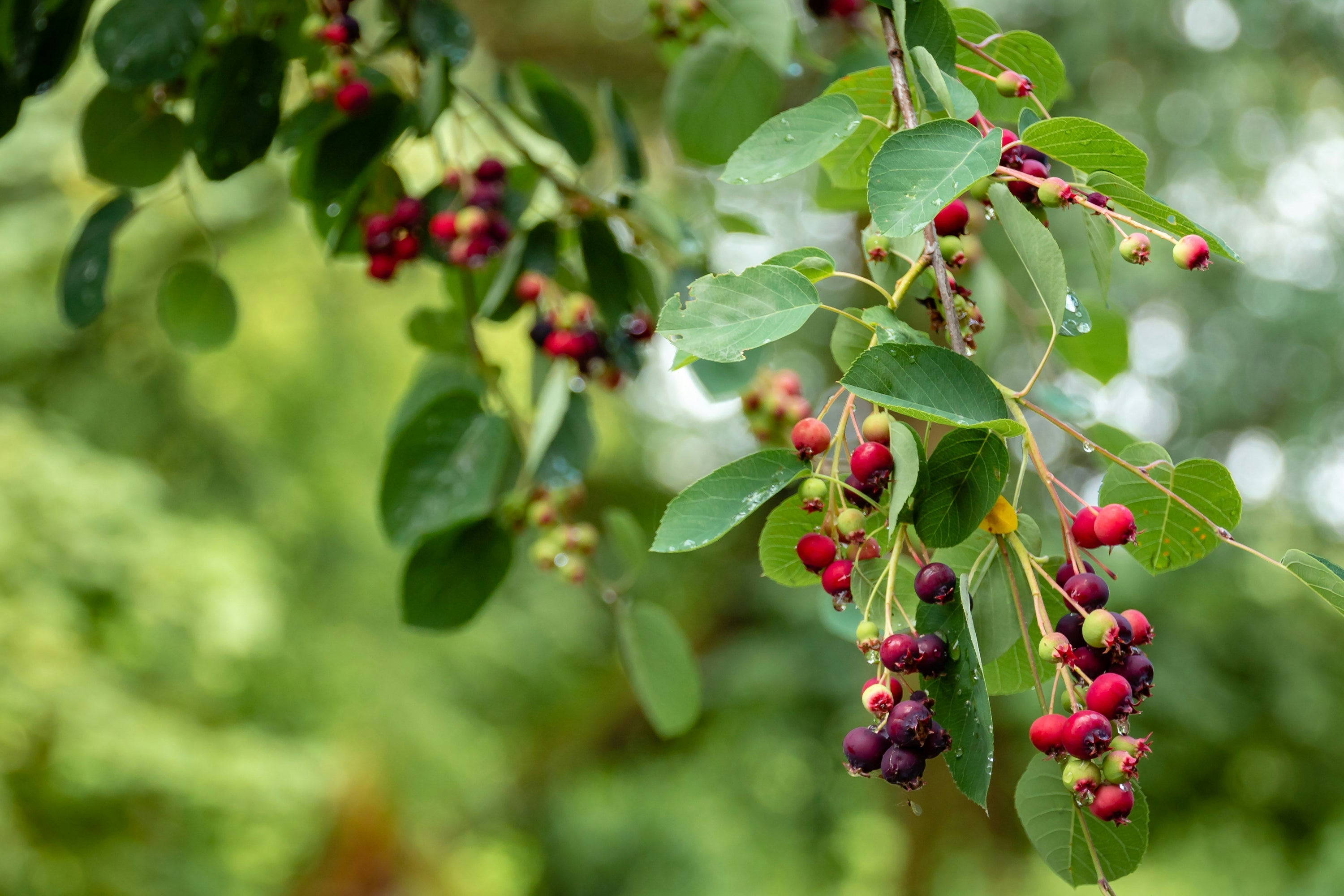 Why Elderberries Are Your Secret Weapon for Immune Health